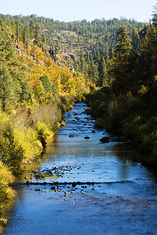 Fall Colors on Black River, Apache National Forest, Arizona