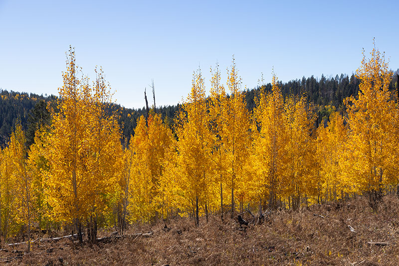 Fall Colors in Apache National Forest, Arizona