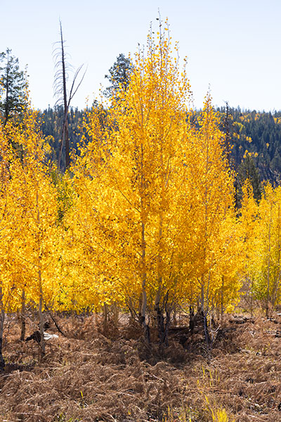 Fall Colors in Apache National Forest, Arizona