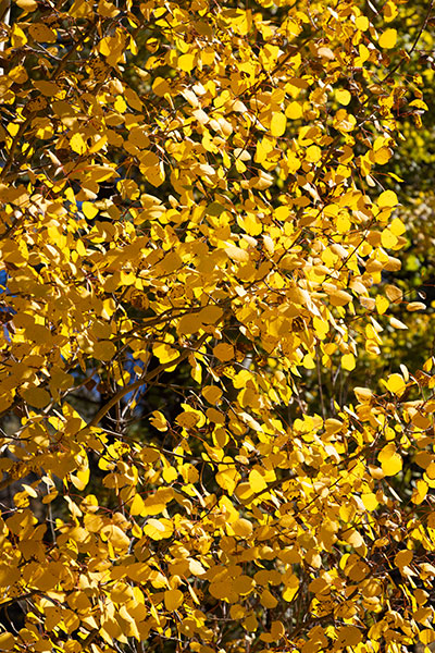 Fall Colors in Apache National Forest, Arizona
