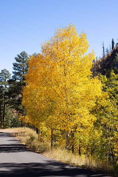 Fall Colors in Apache National Forest, Arizona