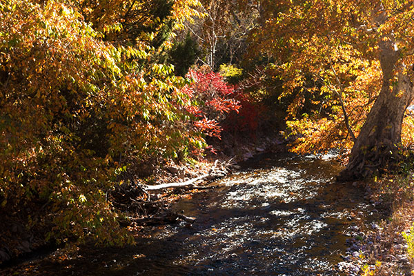 Fall Colors Whitewater Creek near Catwalk, near Glenwood, New Mexico