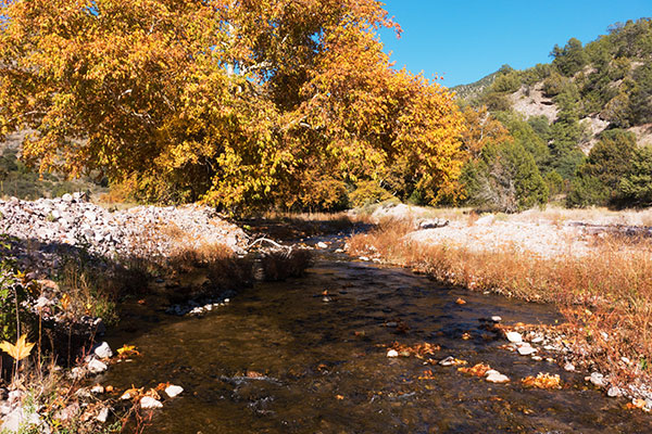 Fall Colors Whitewater Creek near Catwalk, near Glenwood, New Mexico