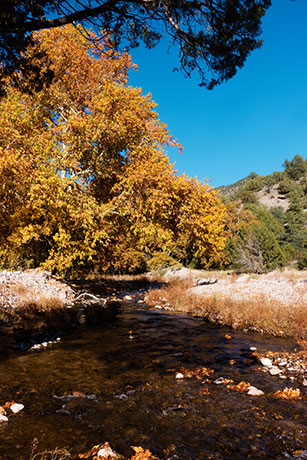 Fall Colors Whitewater Creek near Catwalk, near Glenwood, New Mexico