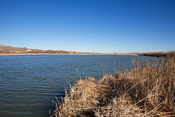 Bosque del Apache National Wildlife Refuge