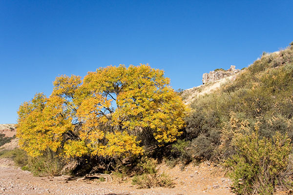 Fall Colors in Carlisle Canyon, Grant County, New Mexico 