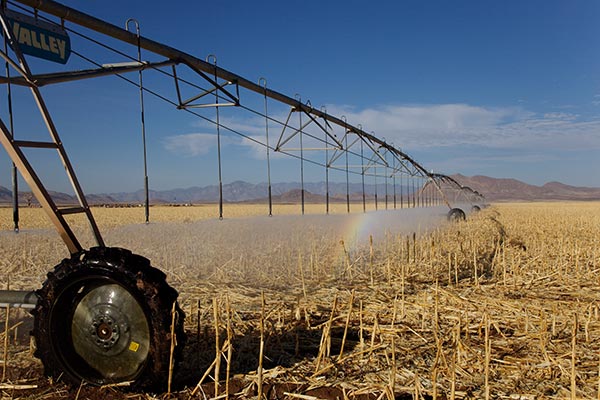 Irrigation Sprinkler in Field, Hidalgo County, New Mexico 