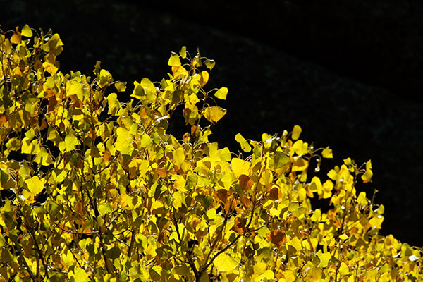 Fall Colors in Bar Six Canyon, Burro Mountains Gila National Forest