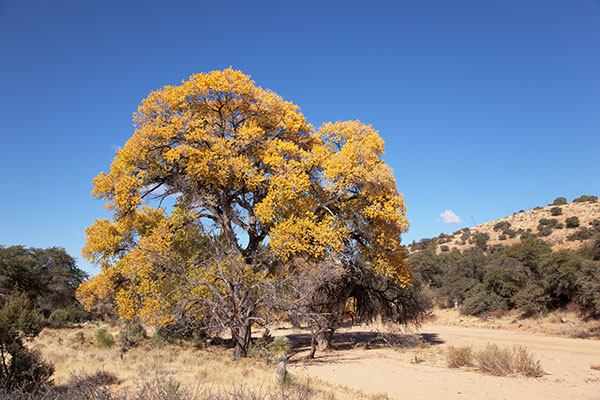 Fall Colors in Knight Canyon, Burro Mountains Gila National Forest
