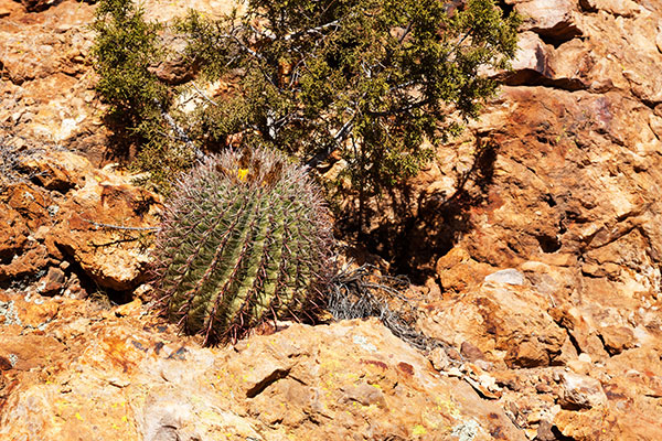 Barrel Cactus in Rocks, Grant County, New Mexico