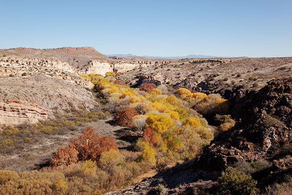 Fall Colors Gila Lower Box Hidalgo County New Mexico 