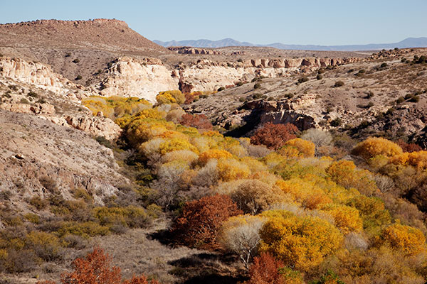 Fall Colors Gila Lower Box Hidalgo County New Mexico 