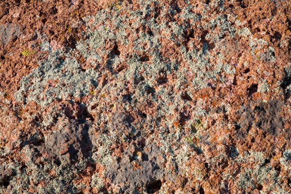 Natural Textures Lichens on Rock