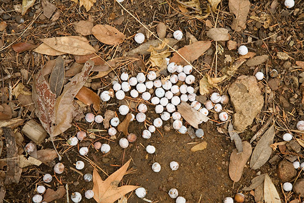 Natural Textures Juniper Berries in Leaves