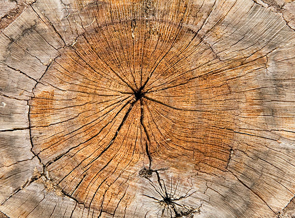 Natural Textures Weathered Oak Stump
