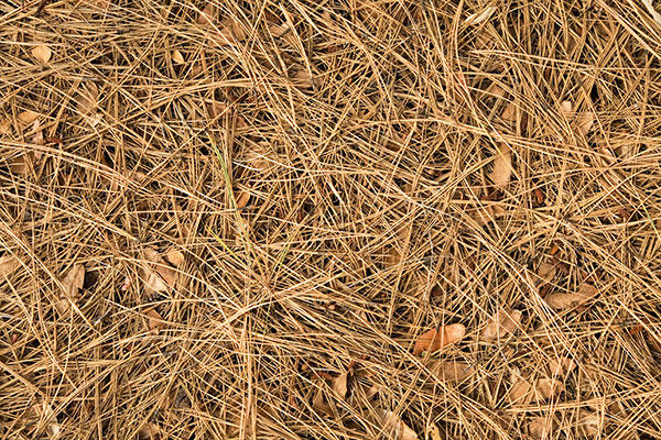 Natural Textures WPine Needles