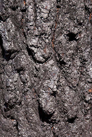Natural Textures Burned Bark on Pine Tree