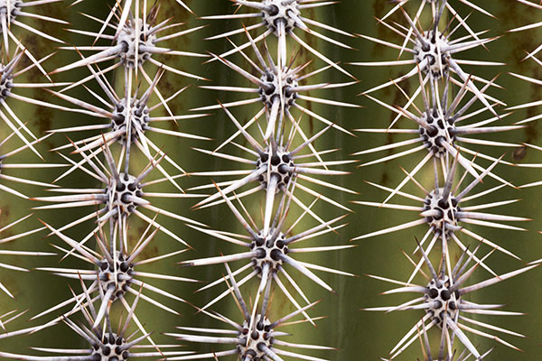 Natural Textures Saguaro Spines