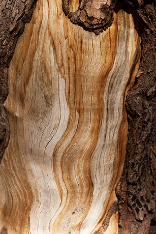 Weathered scar on tree trunk