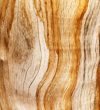 Weathered scar on tree trunk