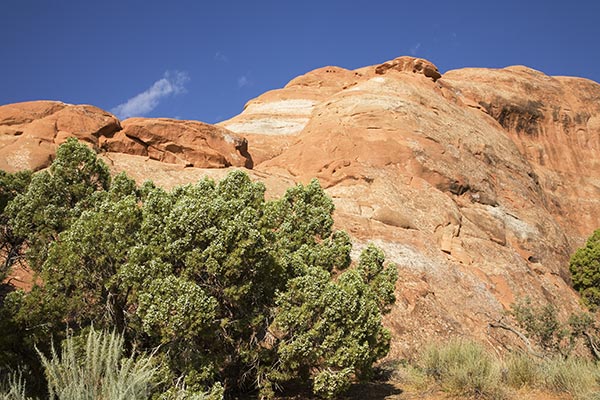 Juniper with Berries, Arches National Park, Utah