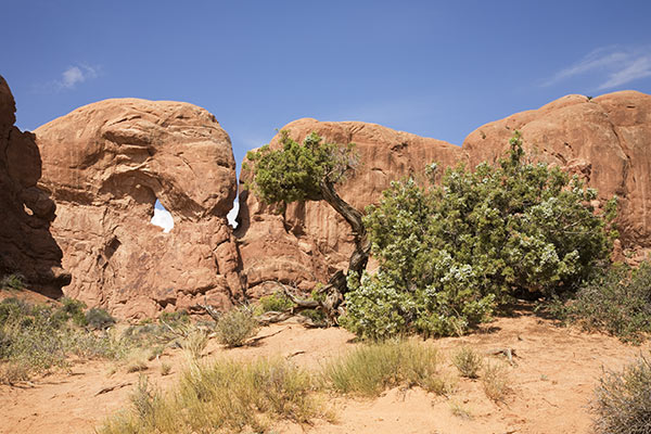 Juniper with Berries, Arches National Park, Utah