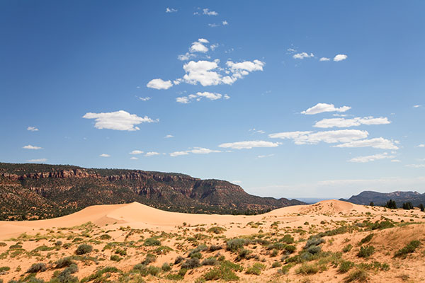 Sand Dunes at Coral Pink Sand Dunes State Park, Utah