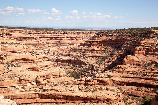 Road Canyon, Cedar Mesa, Southeastern Utah