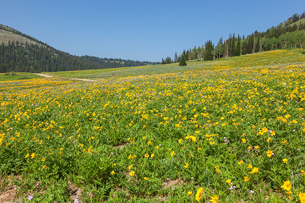 Wildflowers, LaBarge Creek Wyoming