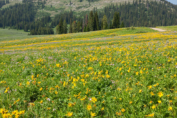 Wildflowers, LaBarge Creek Wyoming