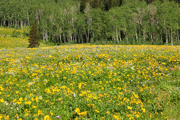 Wildflowers, LaBarge Creek Wyoming